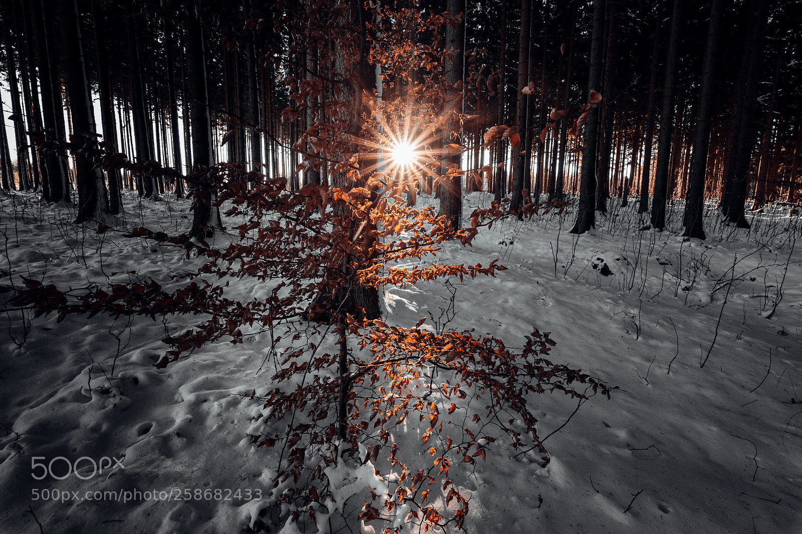 Canon EOS 6D sample photo. Wintersun photography