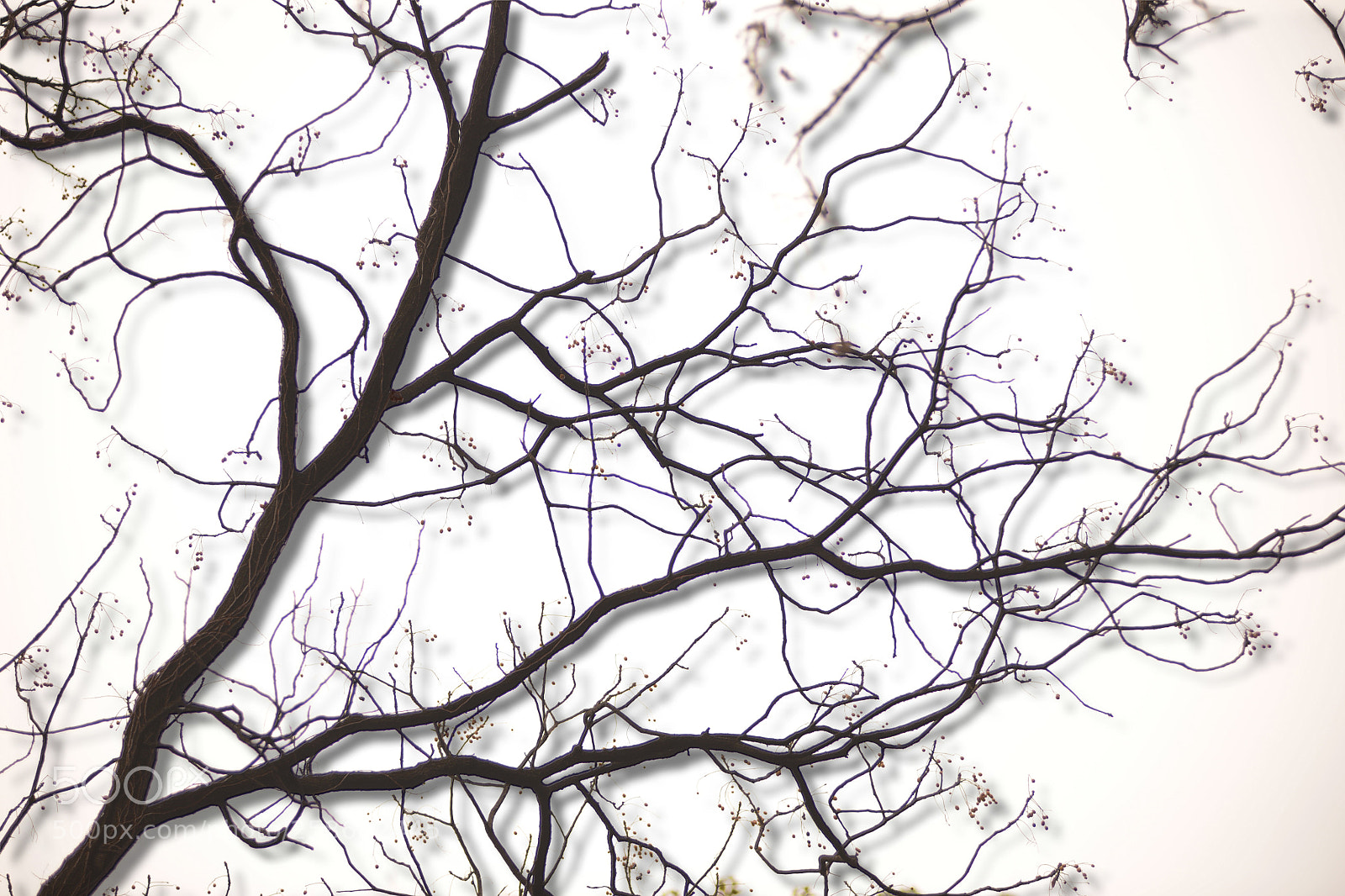 Nikon D600 sample photo. Shadow tree photography
