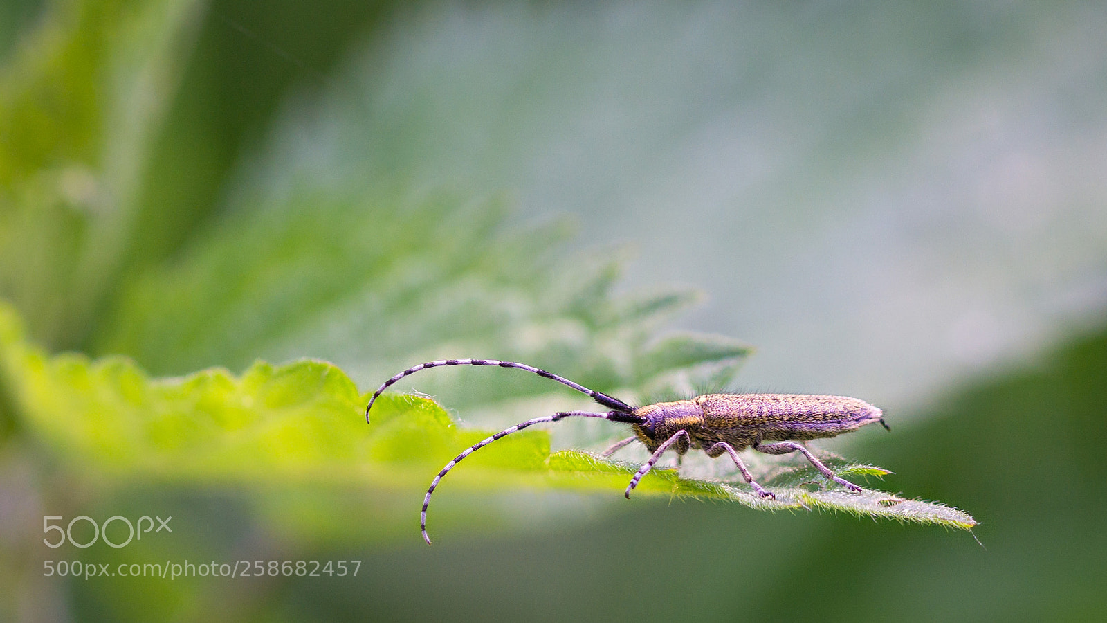 Sony a6000 sample photo. Kleiner pappelbock (saperda populnea) photography