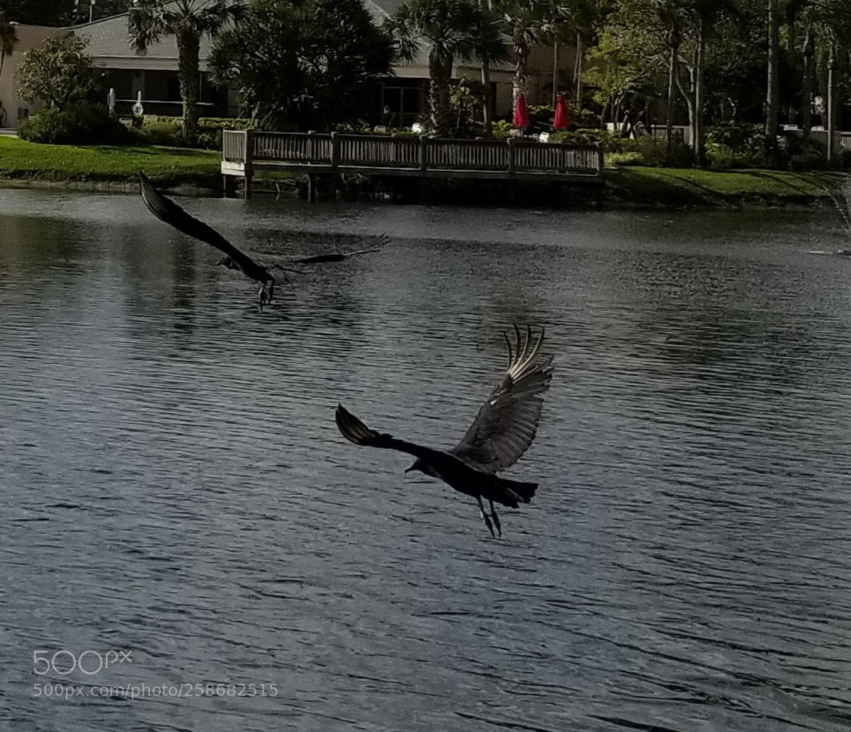 Samsung Galaxy S8 sample photo. And the buzzards are photography