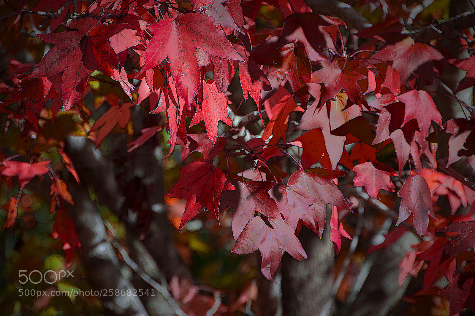 Nikon D3300 sample photo. Maple turning red photography
