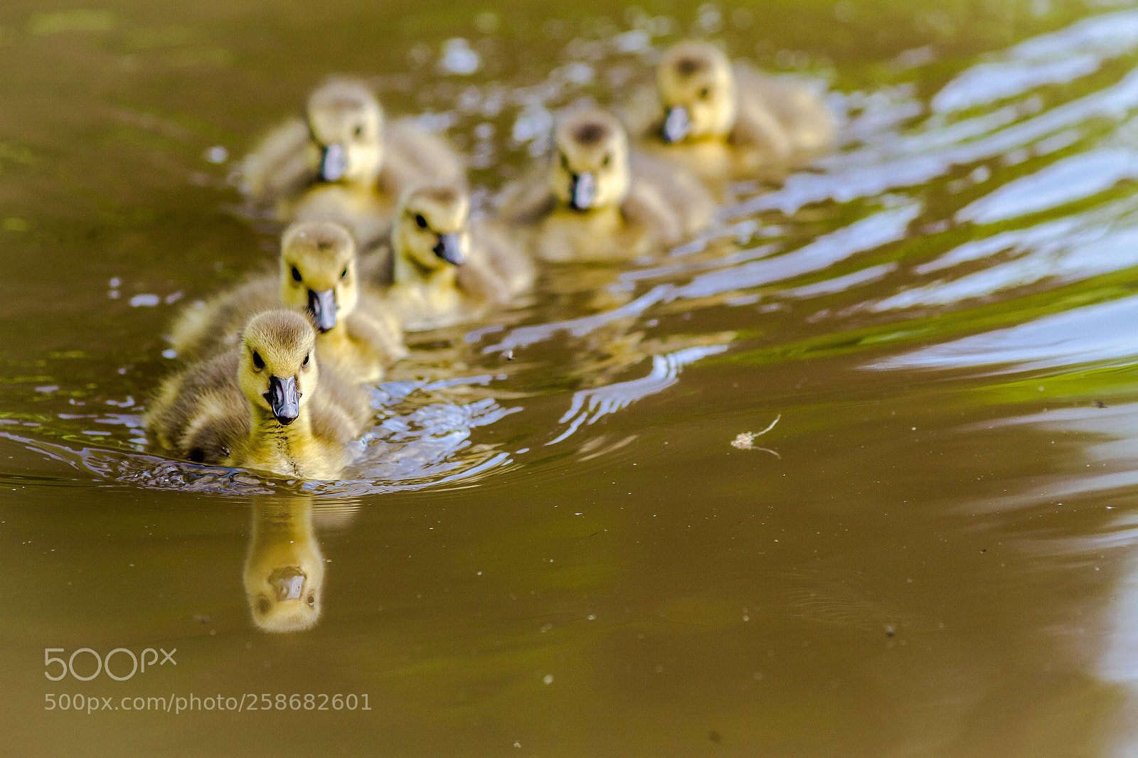 Canon EOS 7D sample photo. Ducklings photography