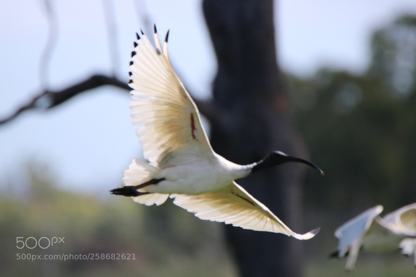 Canon EOS 750D (EOS Rebel T6i / EOS Kiss X8i) sample photo. Ibis  photography