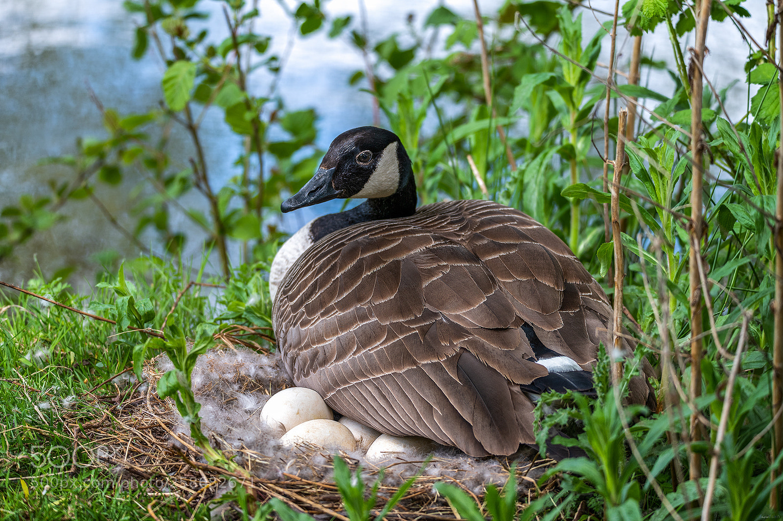 Nikon D850 sample photo. Canadian goose mother sitting photography