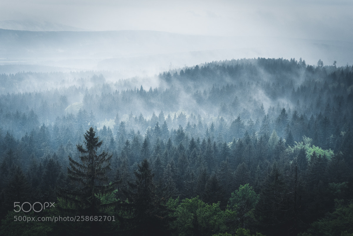 Nikon D750 sample photo. Foggy view photography