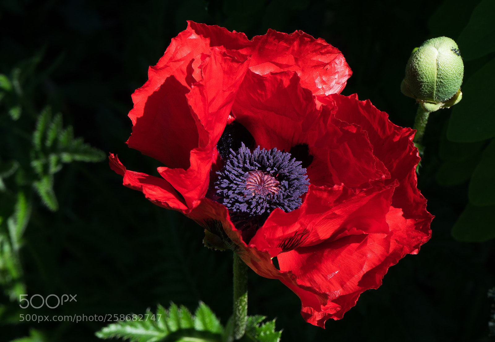 Sony a7 sample photo. Türkischer riesenmohn photography