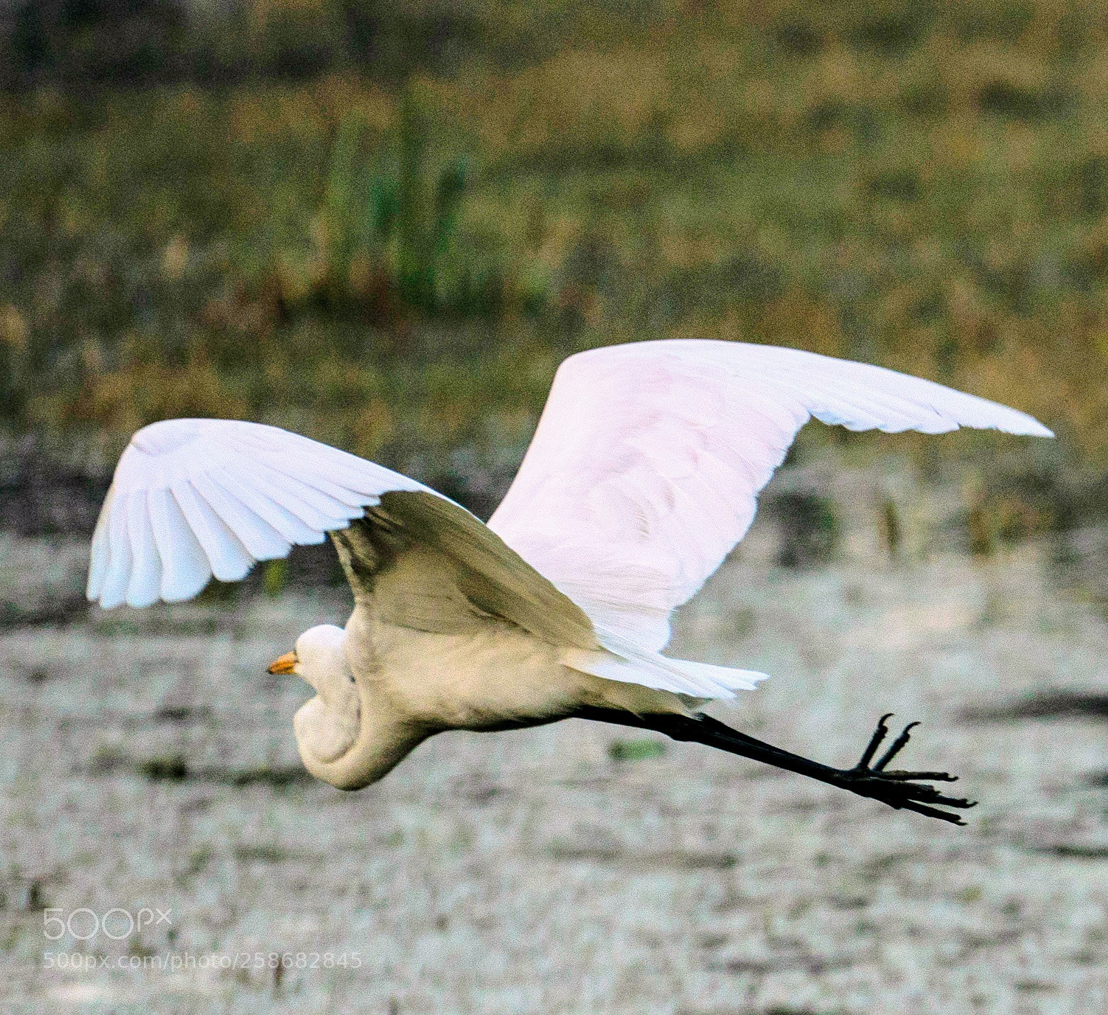 Sony a7R II sample photo. Great egret photography