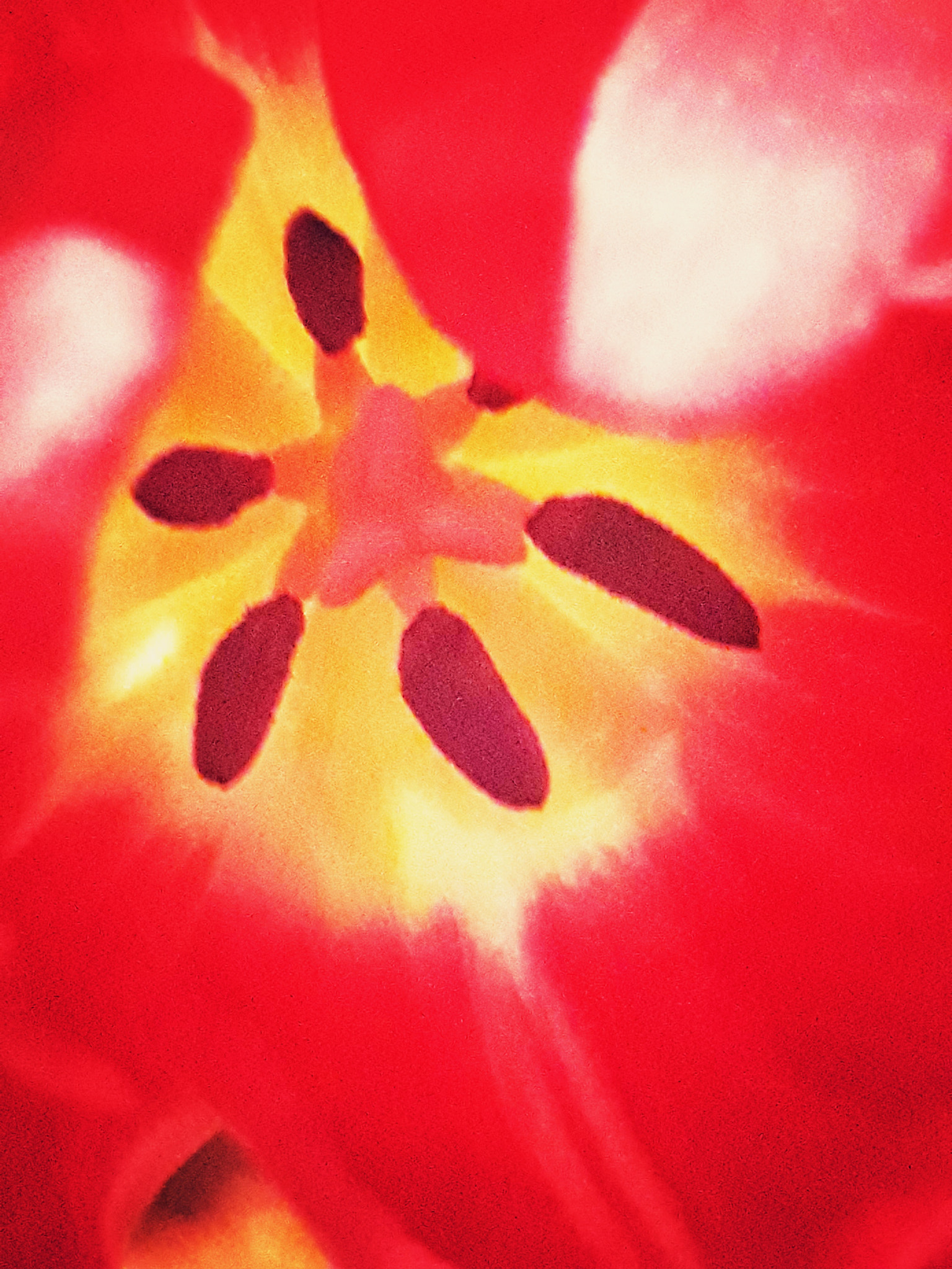 Samsung Galaxy A3(2017) sample photo. Red flower photography