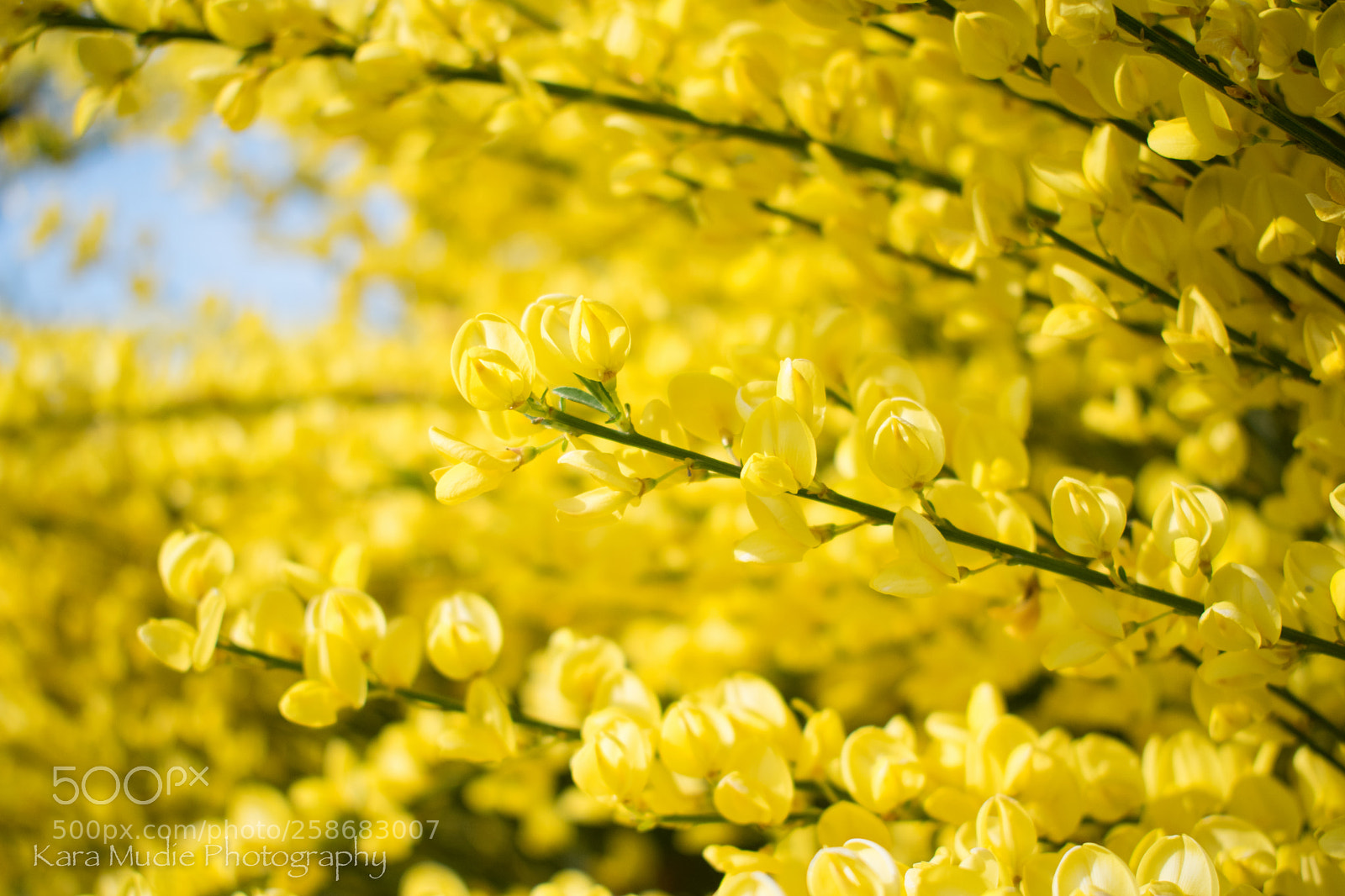 Nikon D5300 sample photo. Sea of yellow photography