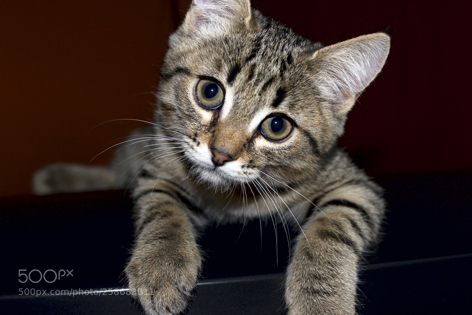 Canon EOS 550D (EOS Rebel T2i / EOS Kiss X4) sample photo. Little kitten photography
