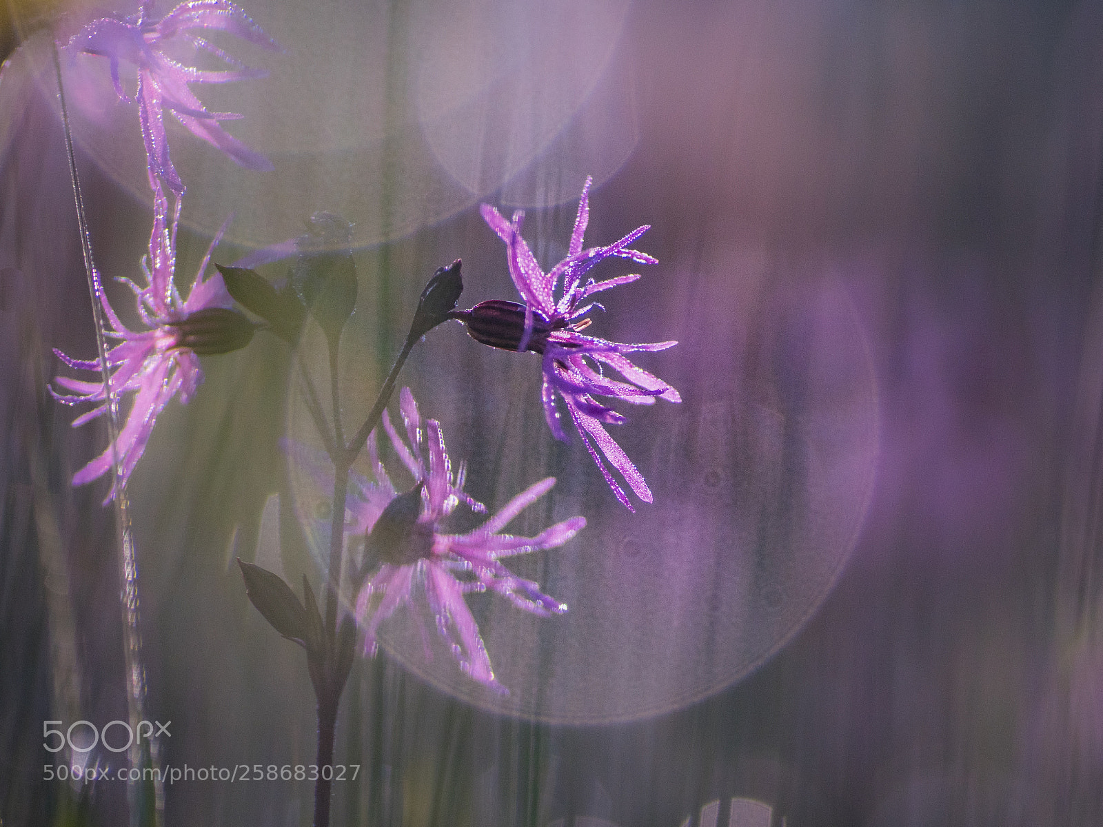Sony ILCA-77M2 sample photo. Silene flos-cuculi echte koekoeksbloem photography