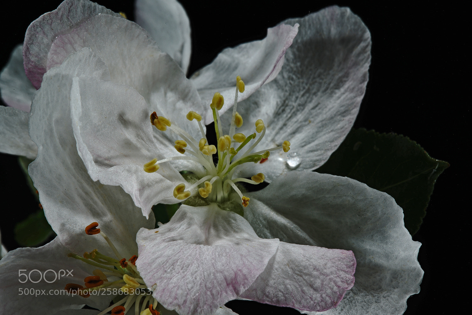 Sony a7R II sample photo. Apple tear photography