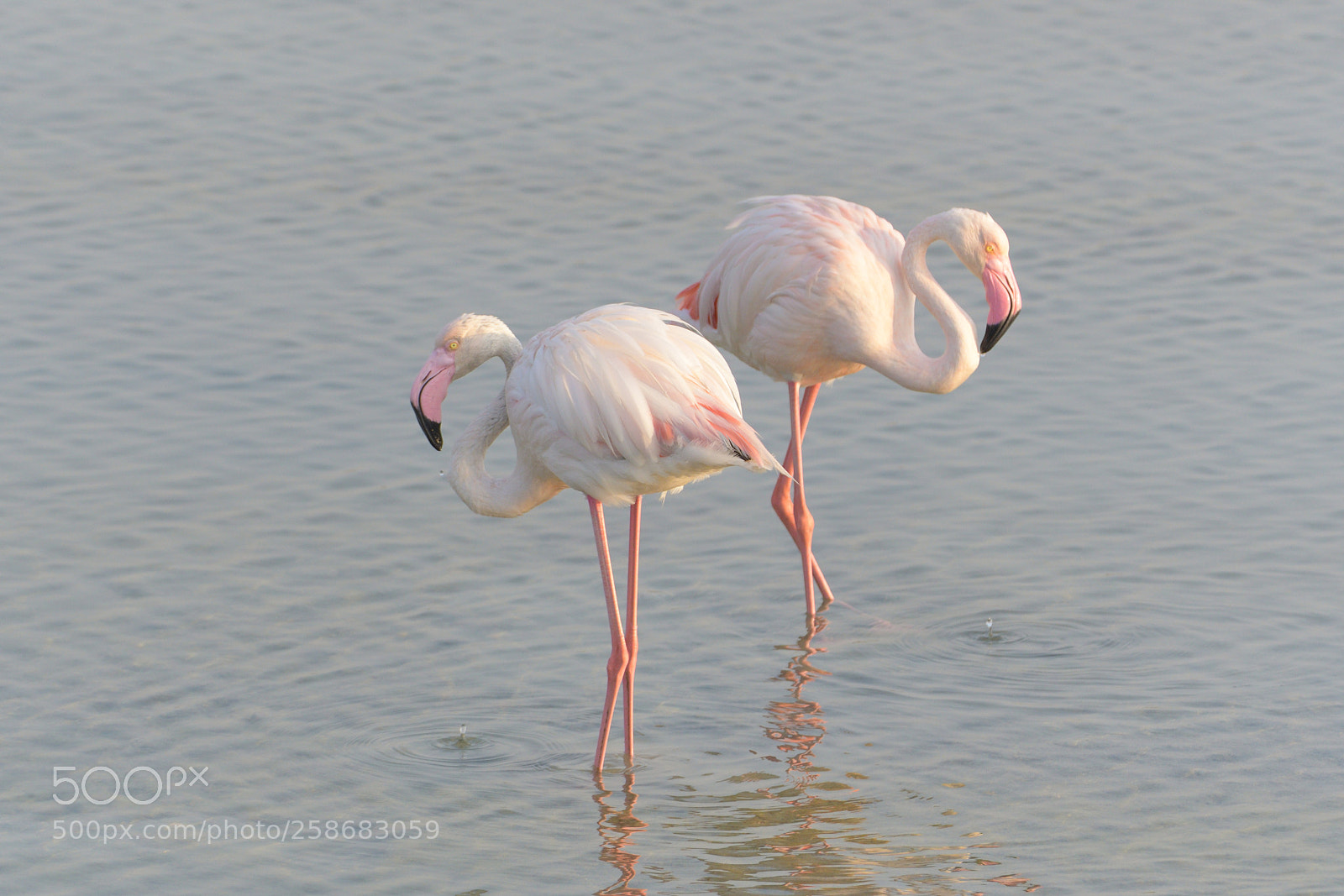 Nikon D500 sample photo. Flamingo pair photography