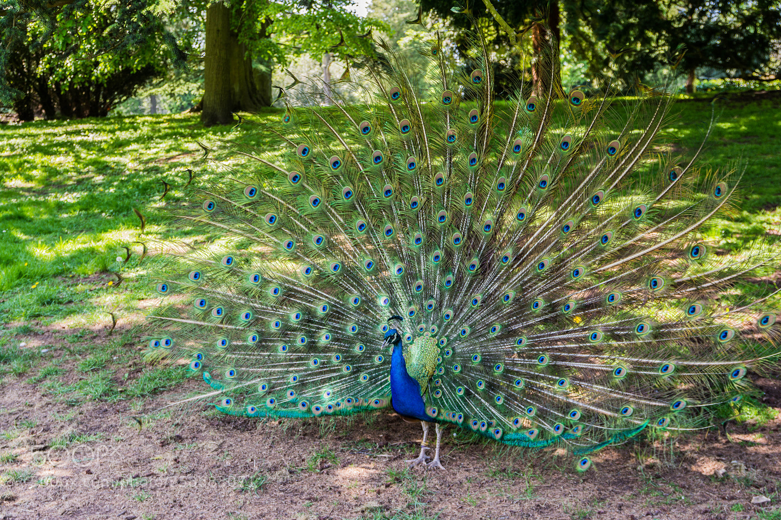 Nikon D7100 sample photo. Peacock photography