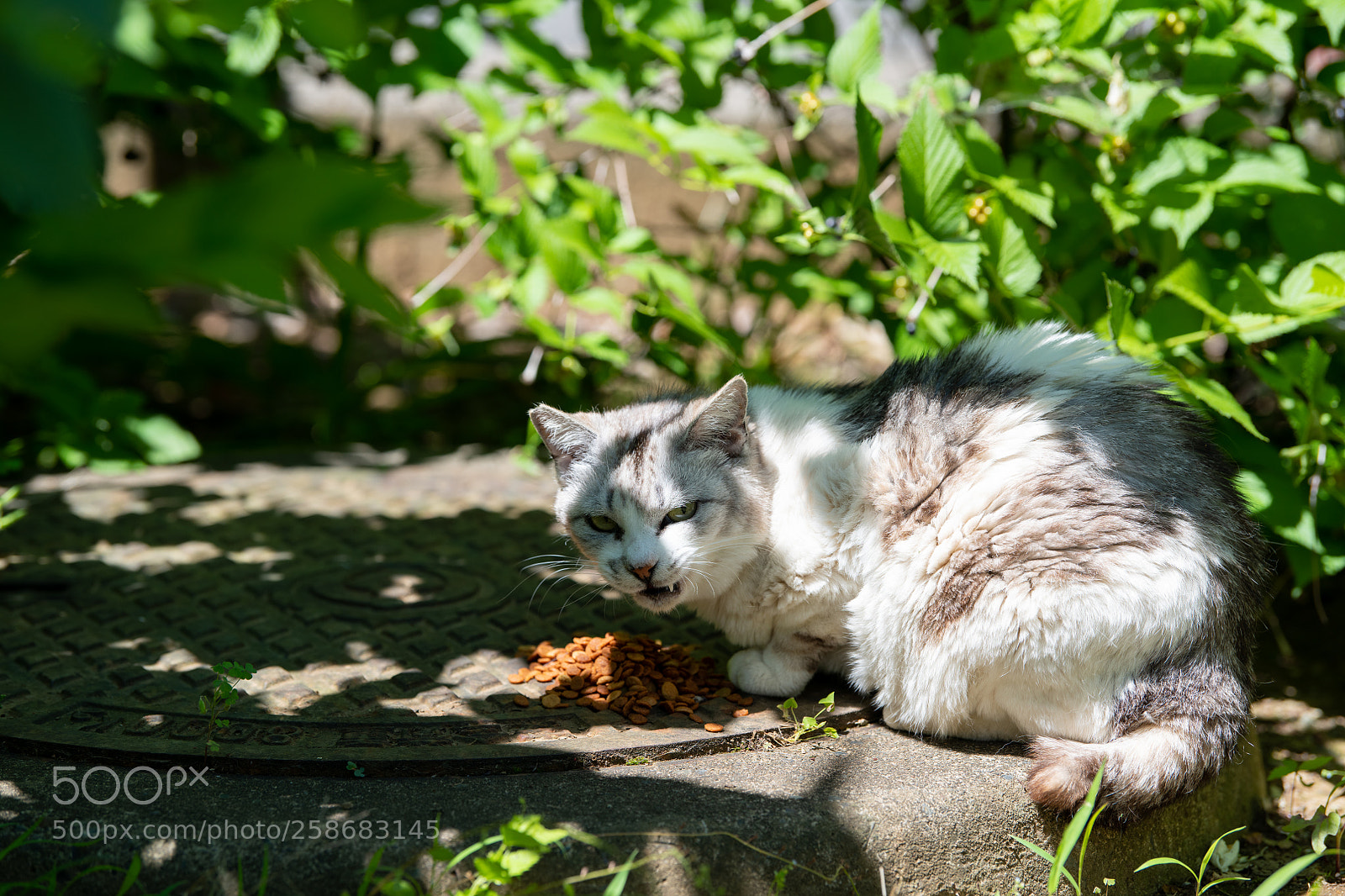 Nikon D850 sample photo. Annoying photography