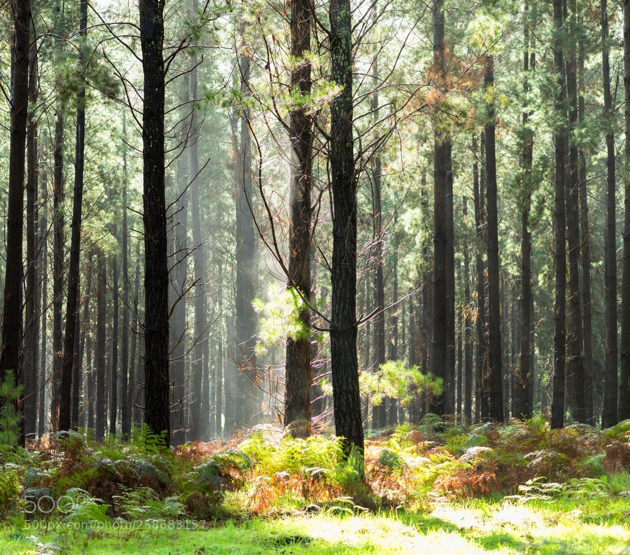 Nikon D800 sample photo. Forest light photography