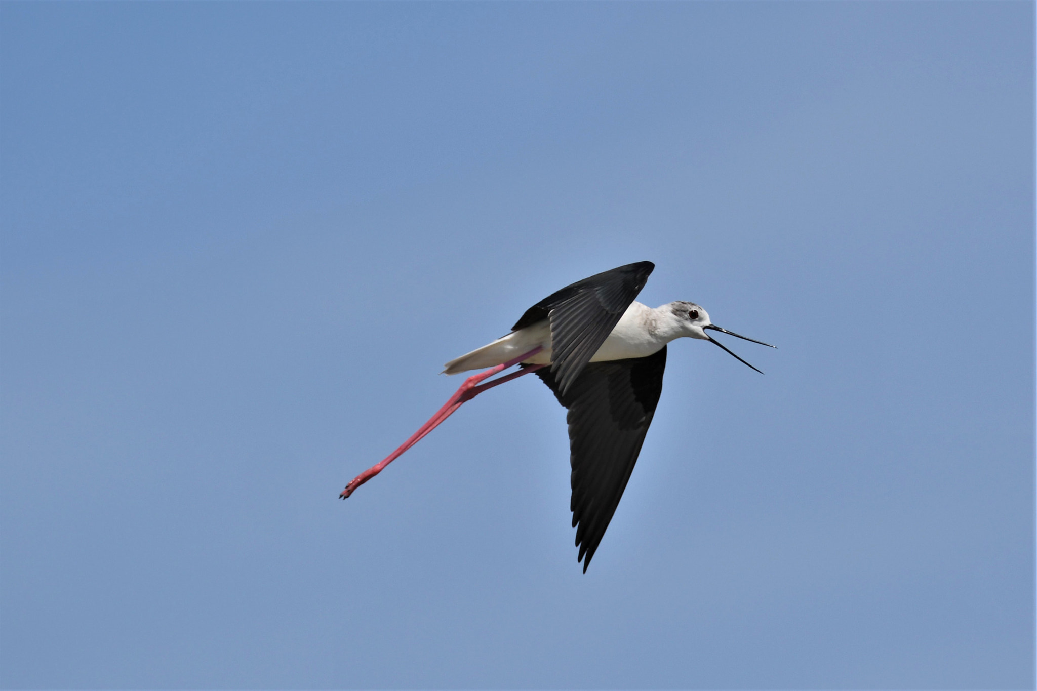 Nikon D7500 sample photo. Defending the nest photography