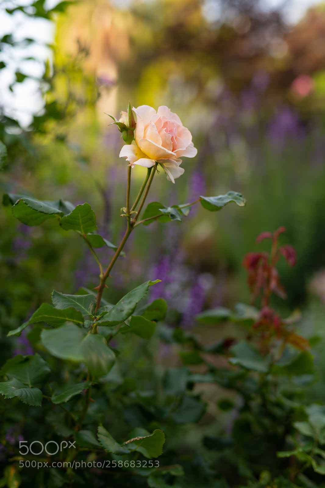Nikon D850 sample photo. Flower photography