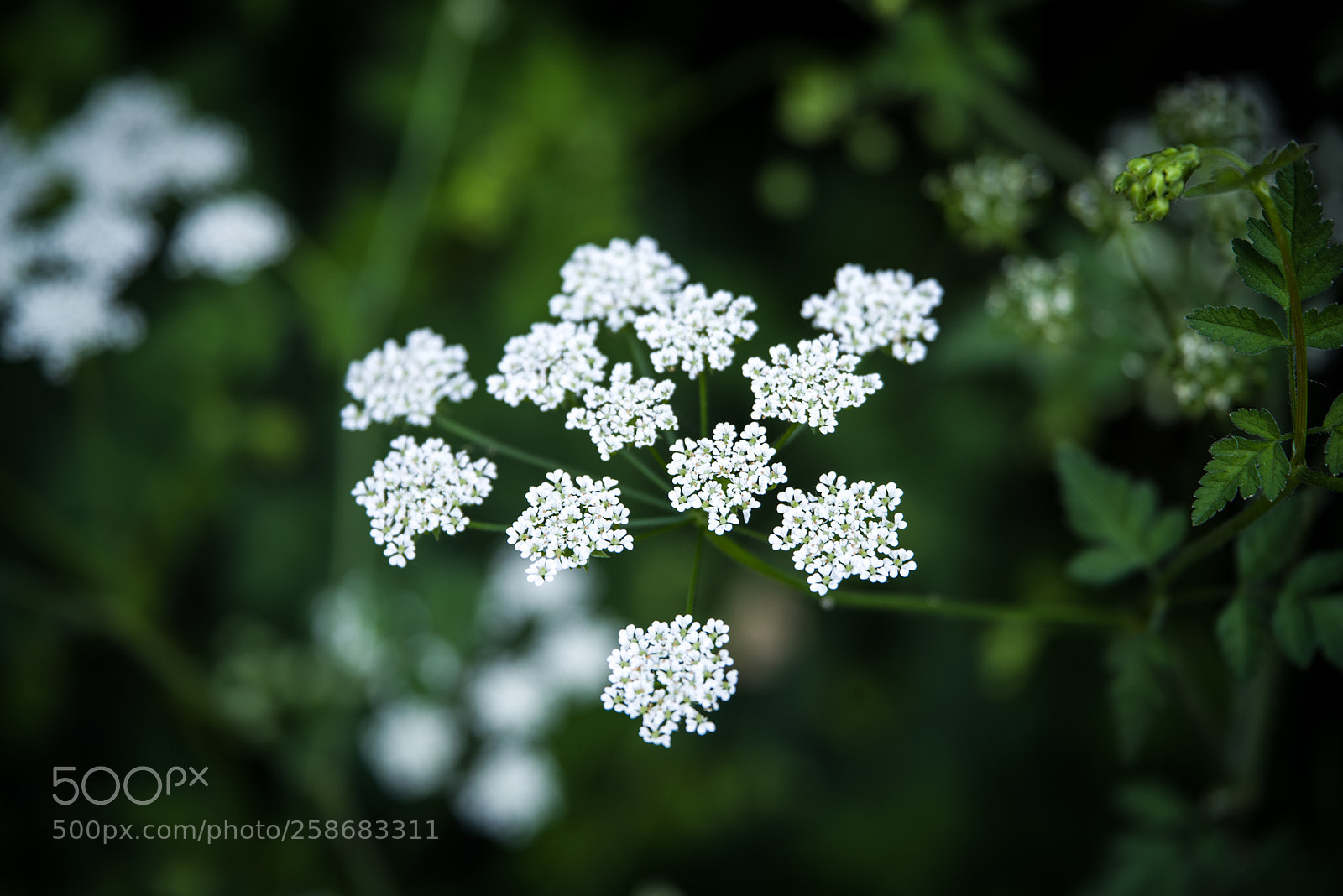 Pentax K-1 sample photo. White details photography