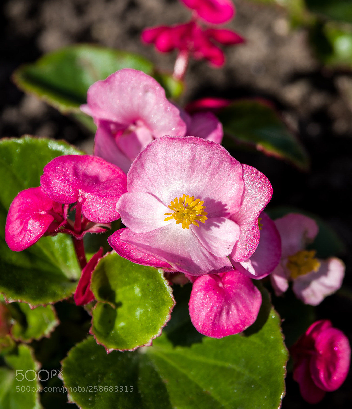 Pentax K-1 sample photo. Pink f photography