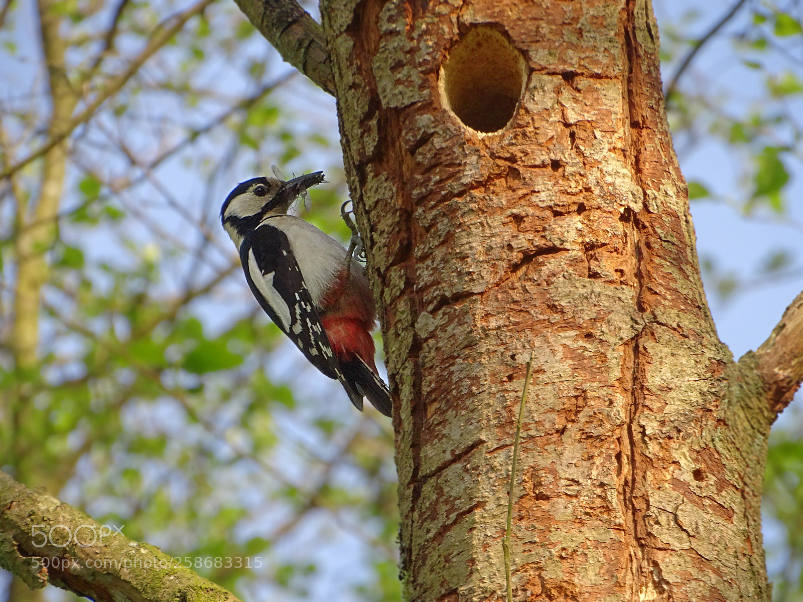 Sony Cyber-shot DSC-HX400V sample photo. ~woodpecker~ photography