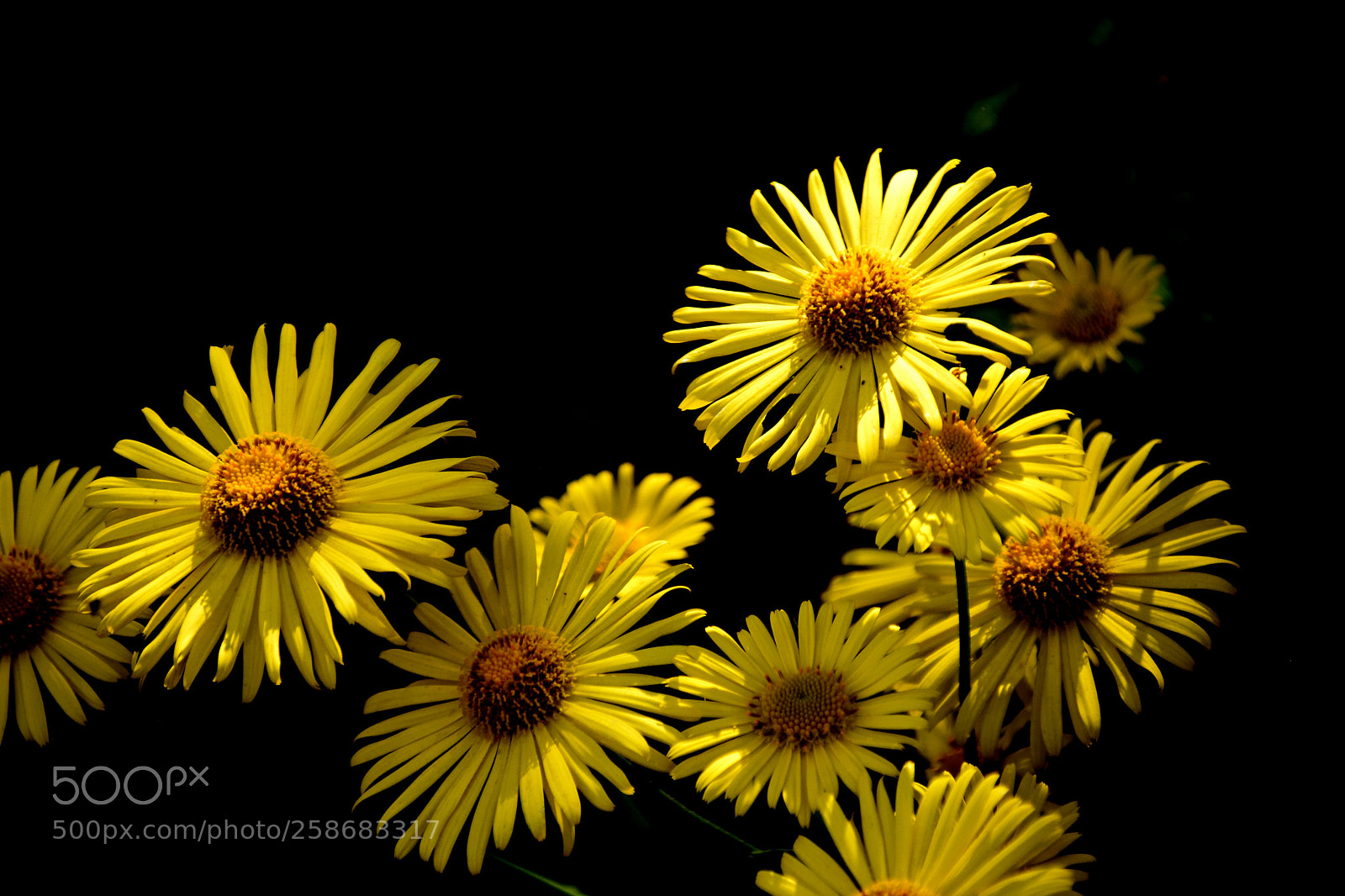 Nikon D3300 sample photo. Yellow and black photography