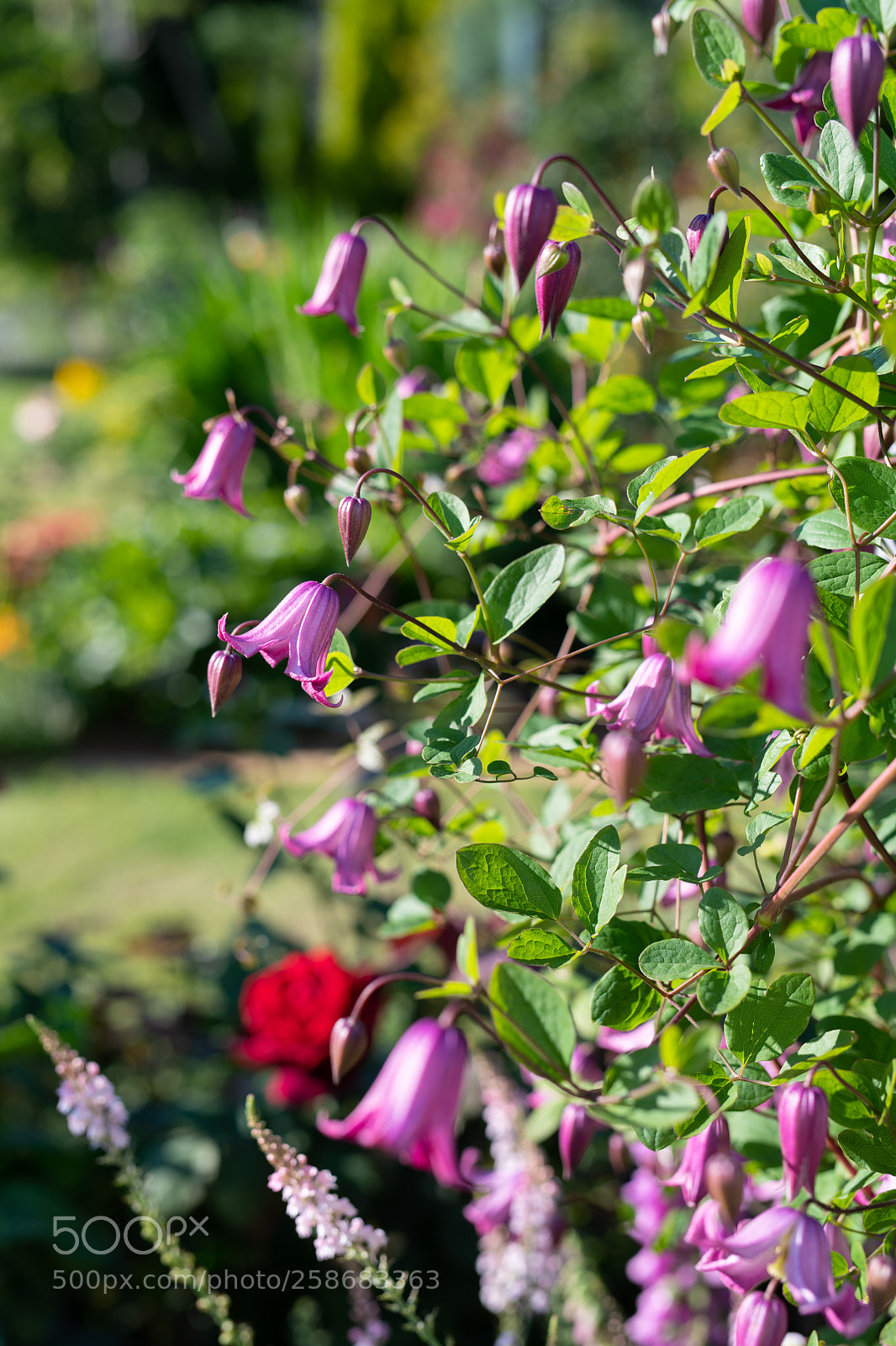 Nikon D850 sample photo. Flowers photography