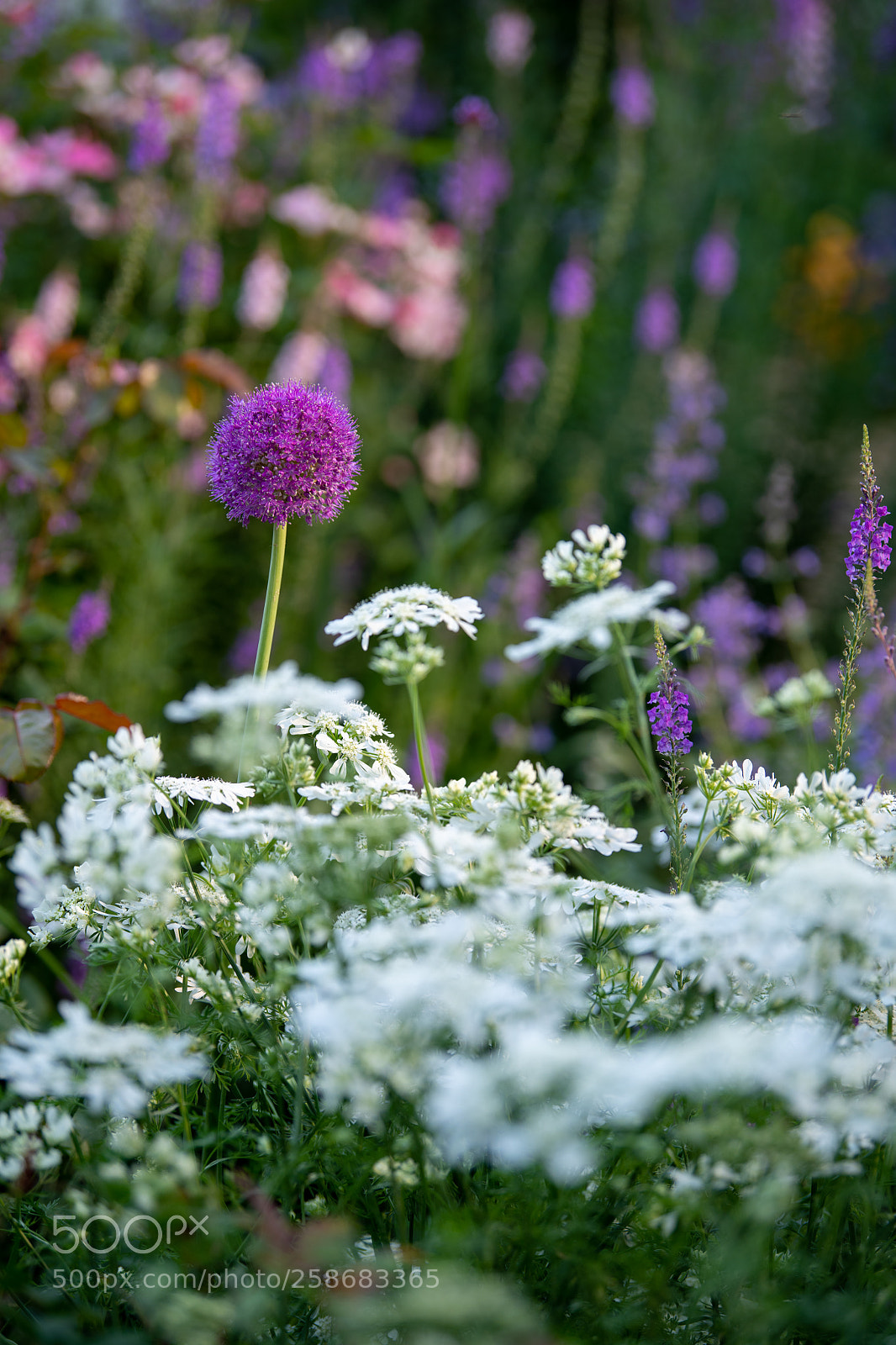 Nikon D850 sample photo. Flowers photography