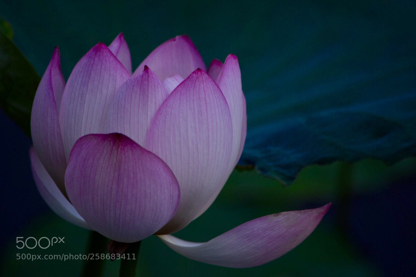 Nikon D5300 sample photo. Please photography