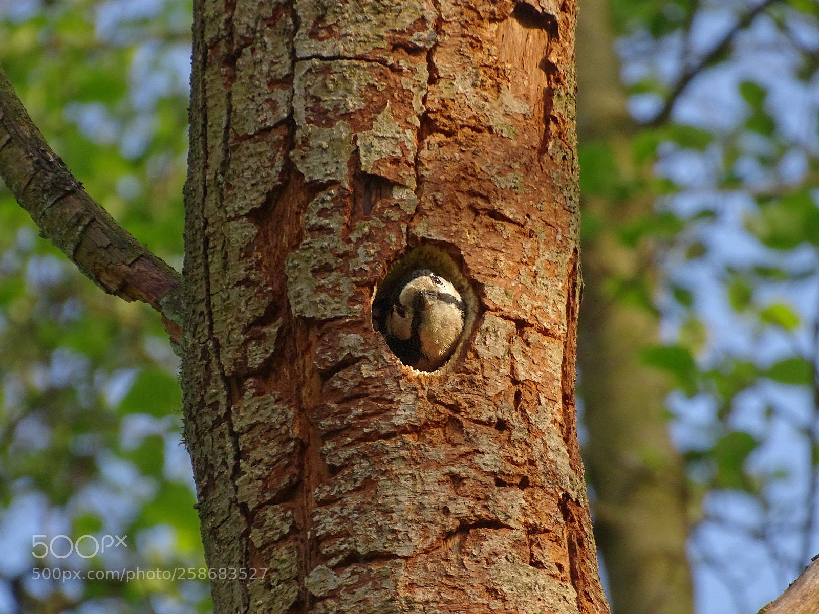 Sony Cyber-shot DSC-HX400V sample photo. ...inquisitive... photography