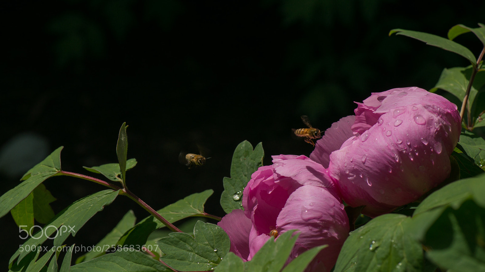 Nikon D800E sample photo. Subshrubby peony flower photography