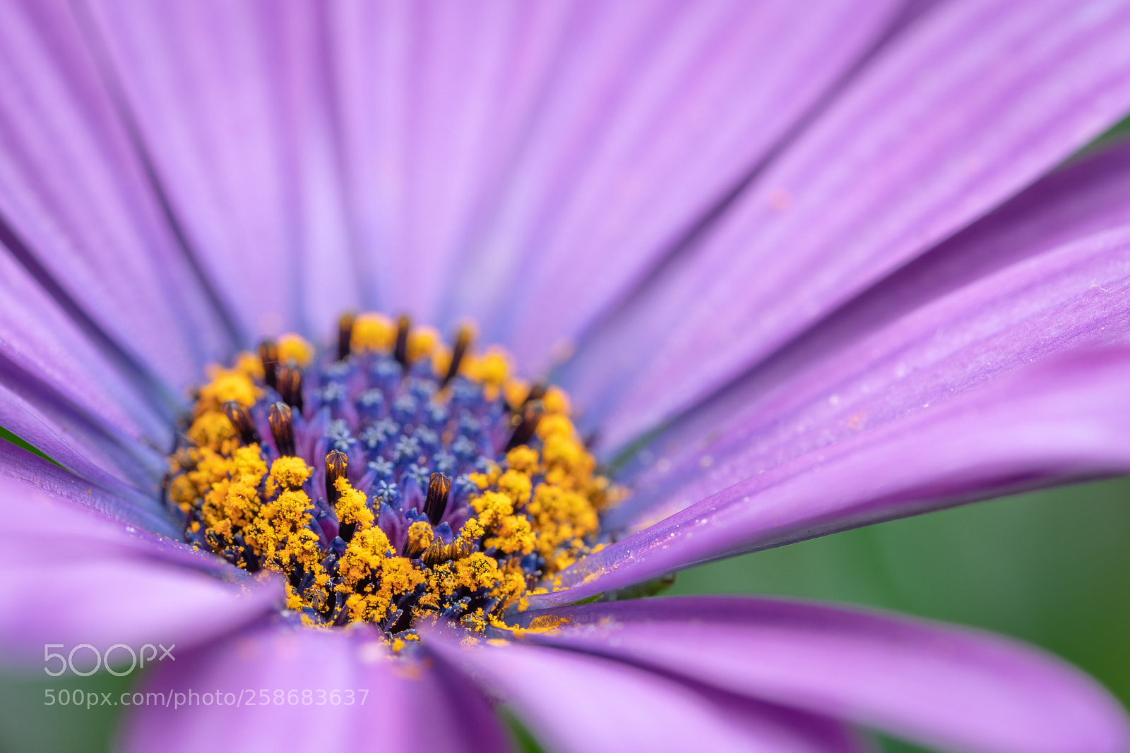 Sony a7R II sample photo. In the garden... photography