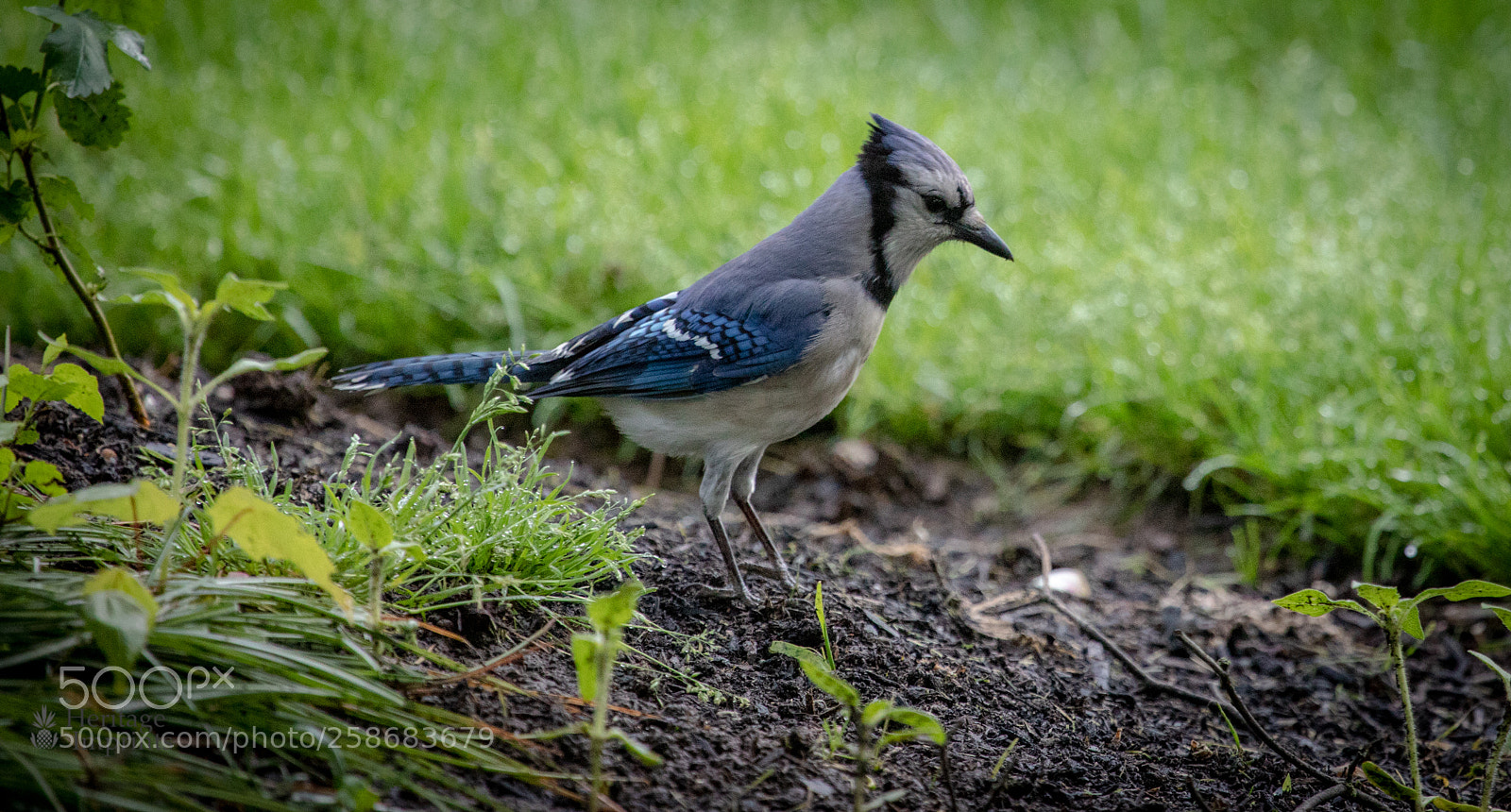 Canon EOS 5D Mark IV sample photo. Young blue jay in photography