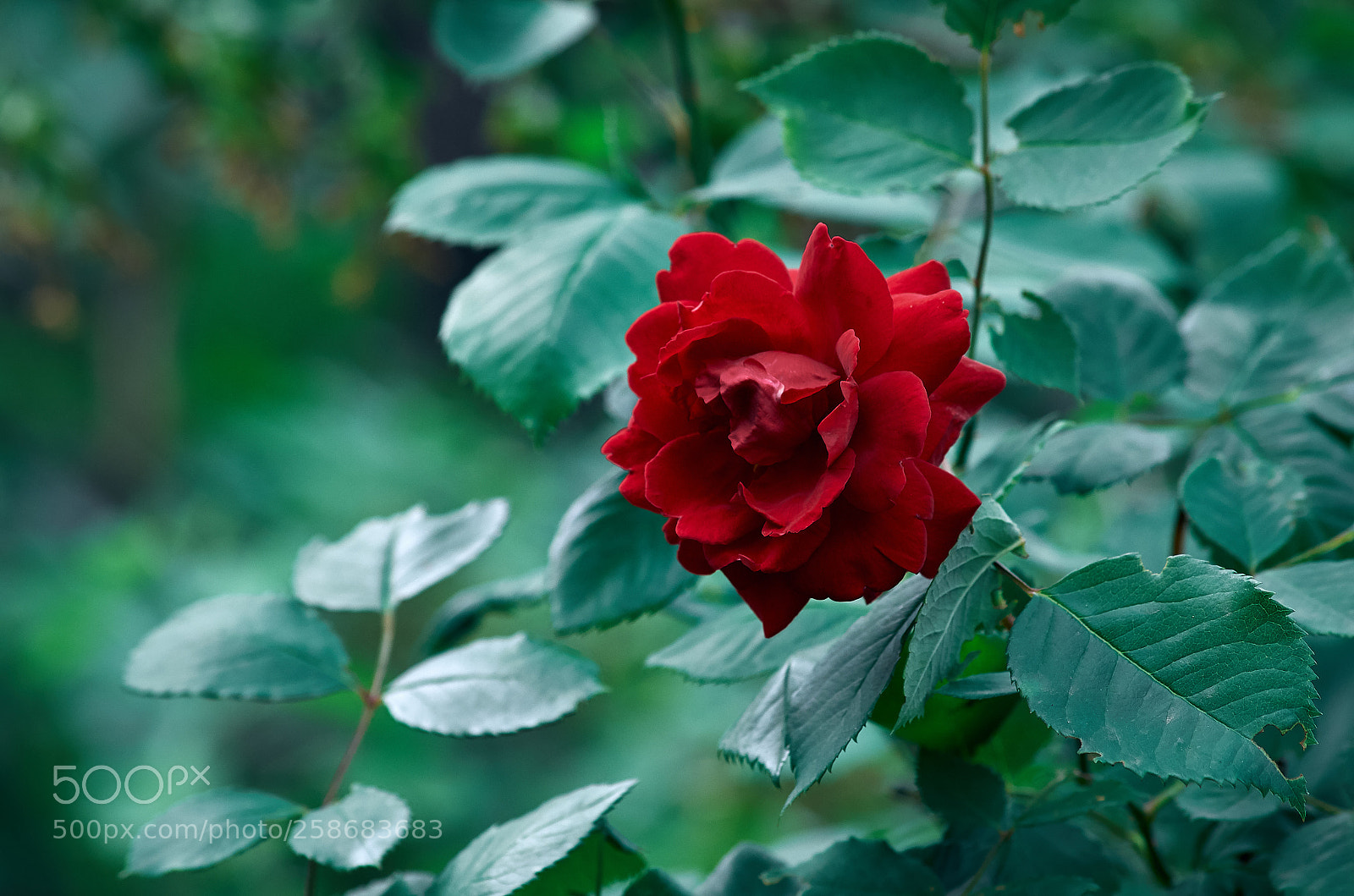Pentax K-30 sample photo. Rose photography
