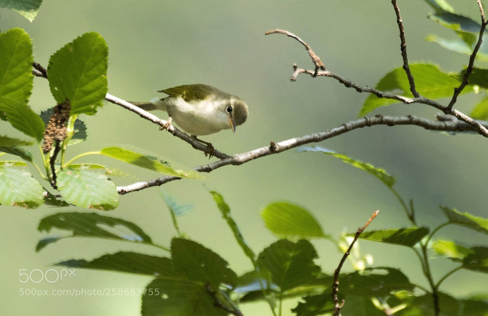 Nikon D500 sample photo. Phylloscopus ijimae photography