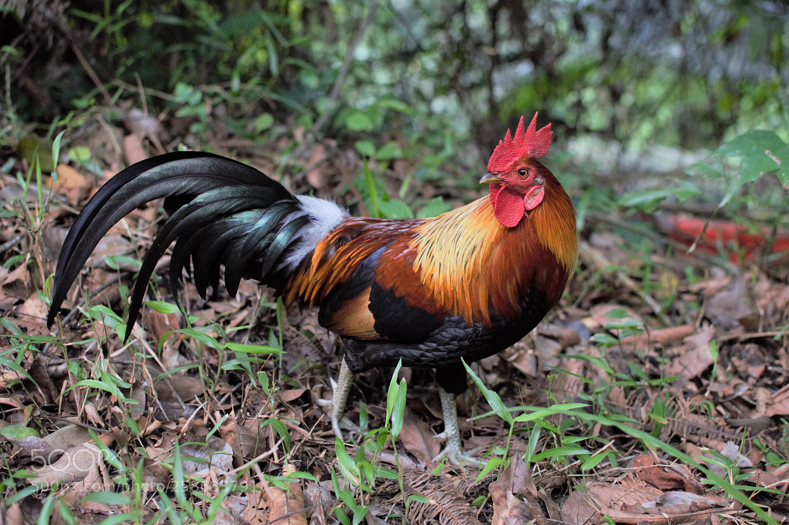 Nikon D3300 sample photo. Cock photography