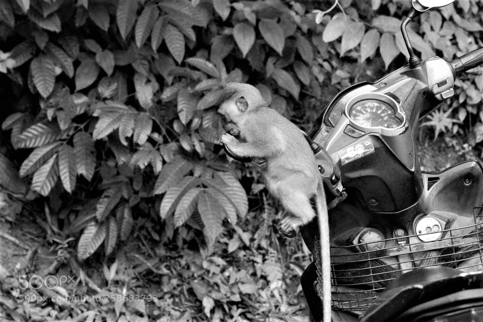 Nikon D3300 sample photo. Monkey photography