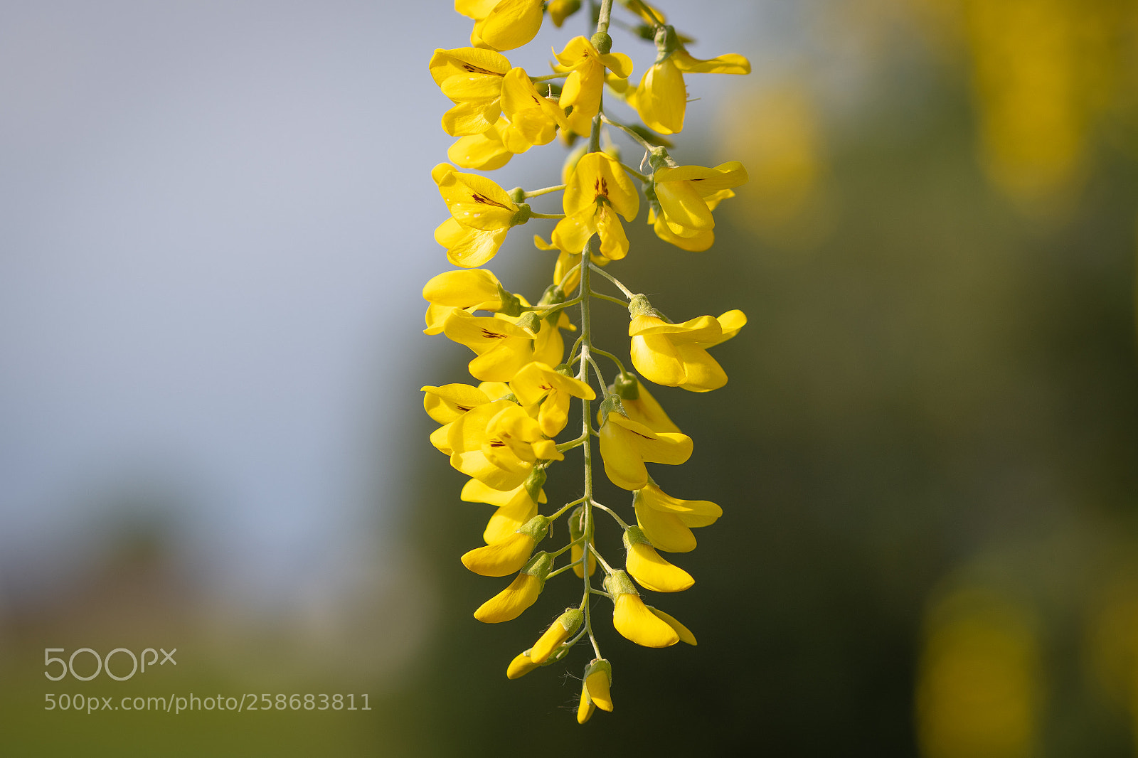 Nikon D500 sample photo. Hanging photography
