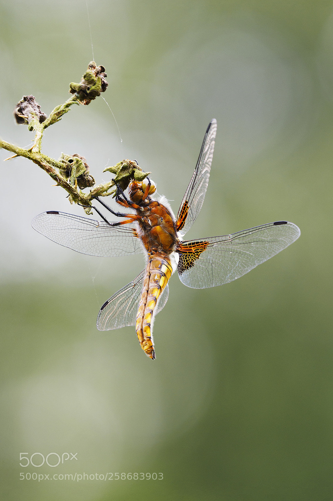Olympus OM-D E-M1 sample photo. Broad-bodied chaser photography