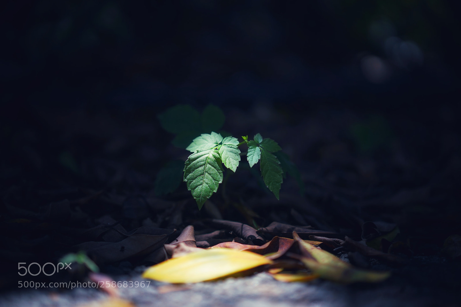 Sony a7 sample photo. 随拍 photography