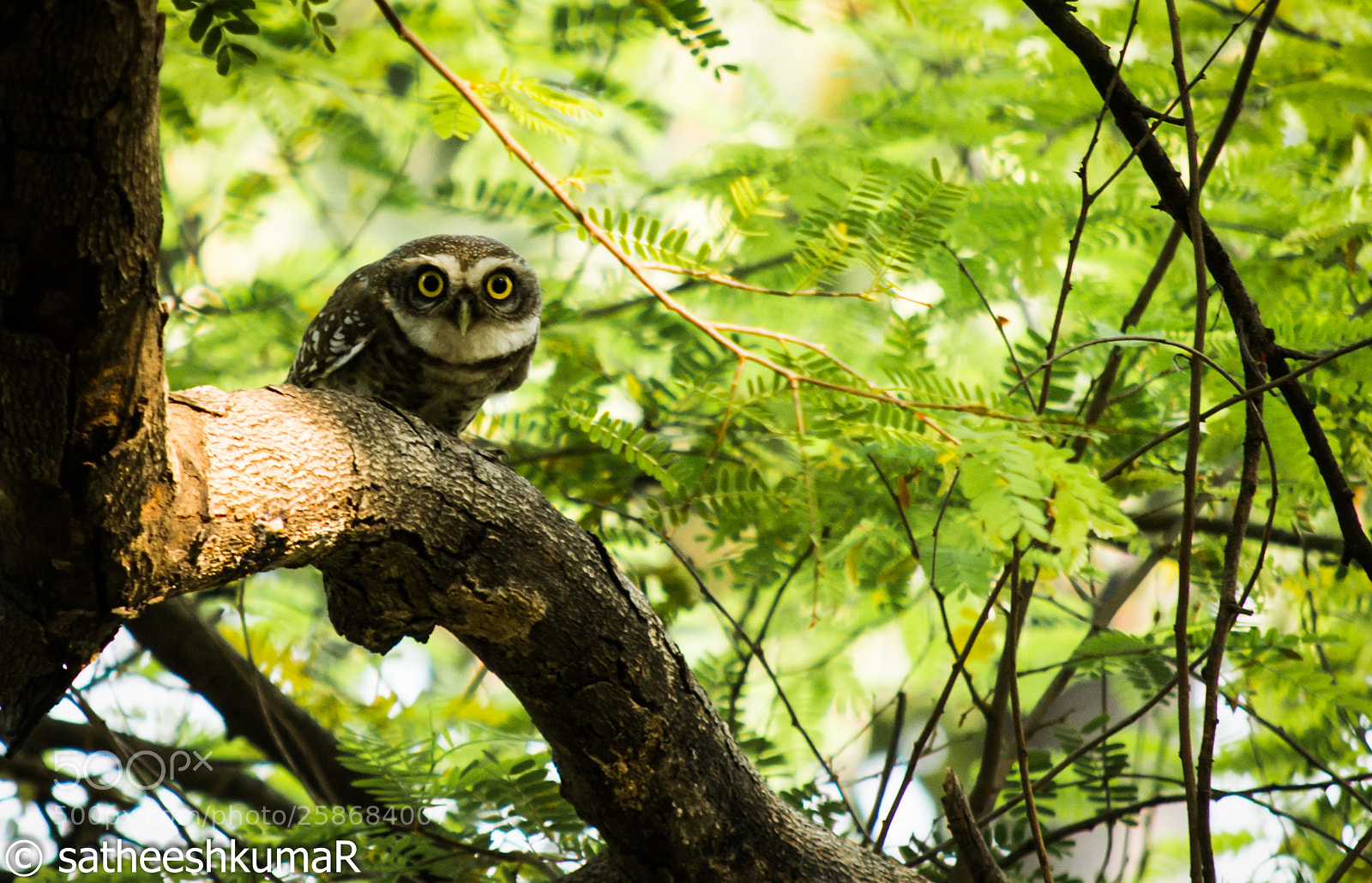 Nikon D3100 sample photo. Eye ball ! photography