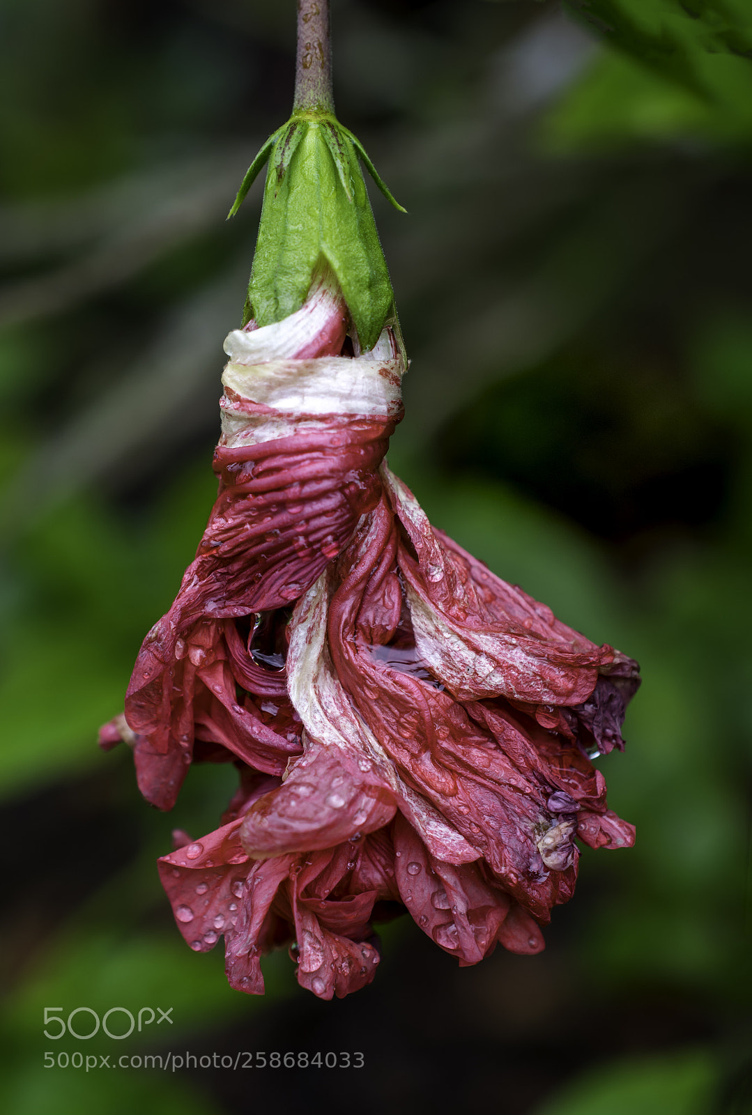 Nikon D5300 sample photo. Red hibiscus curling up photography