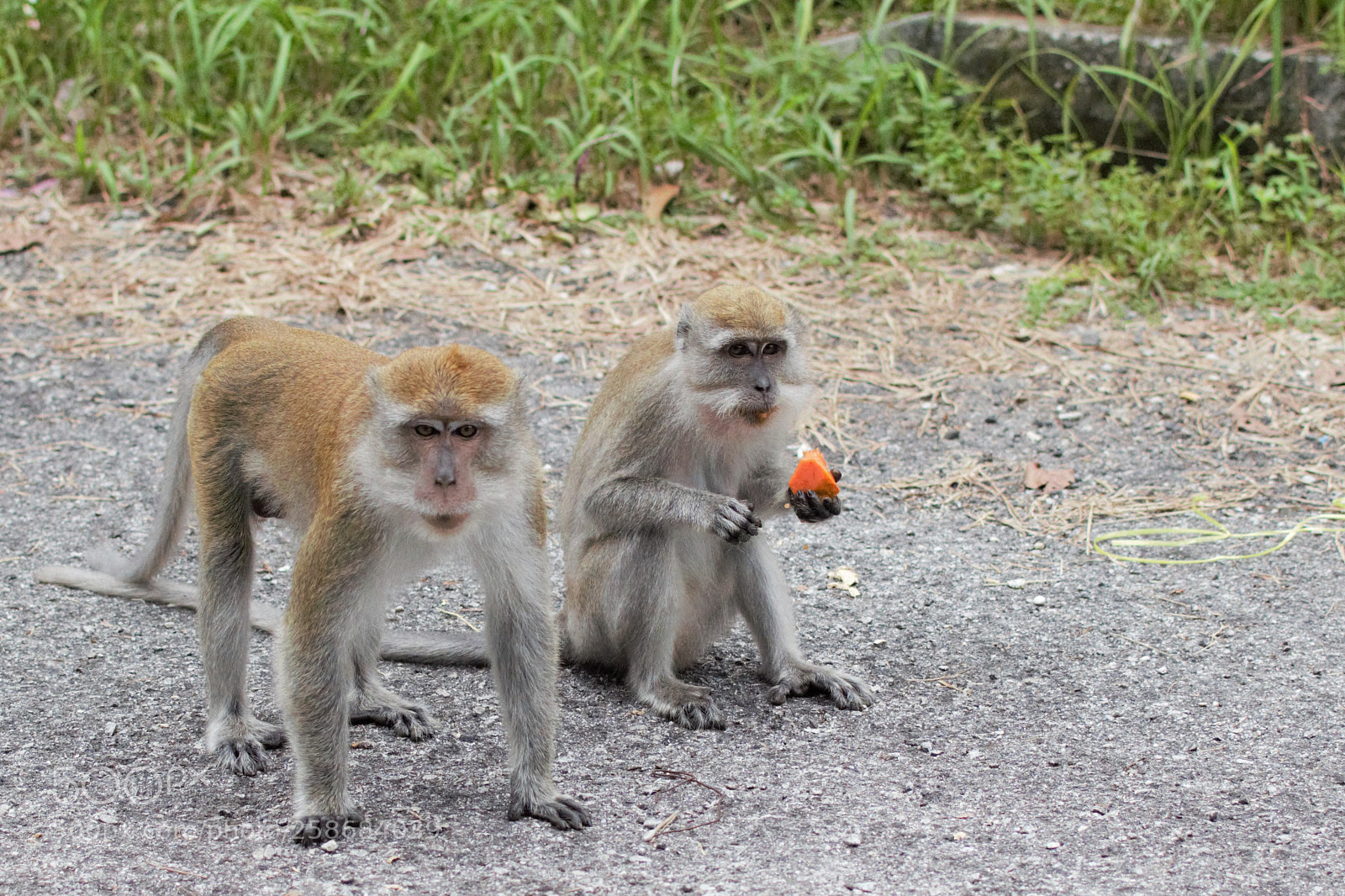 Nikon D3300 sample photo. Monkey photography