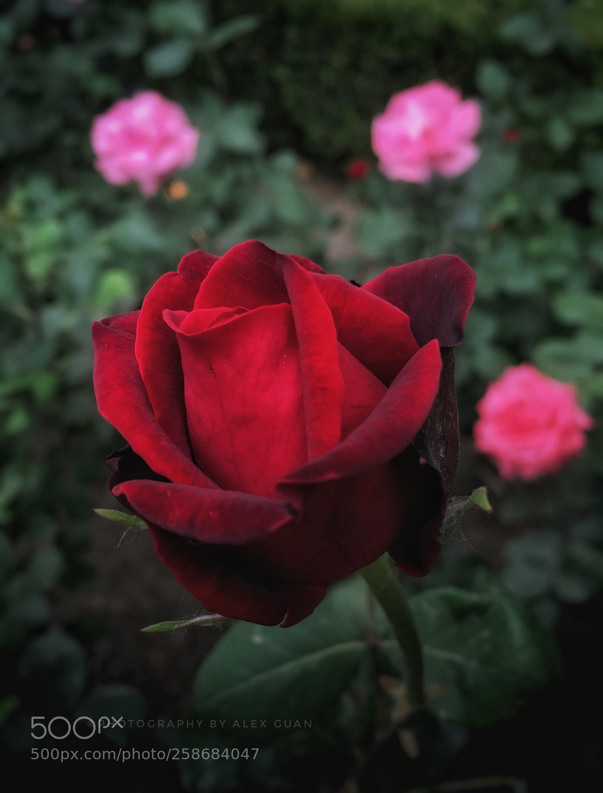Apple iPhone 6 Plus sample photo. Rose sisters photography