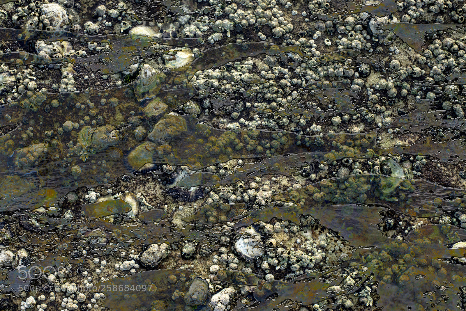 Nikon D600 sample photo. Rock pools and shells photography