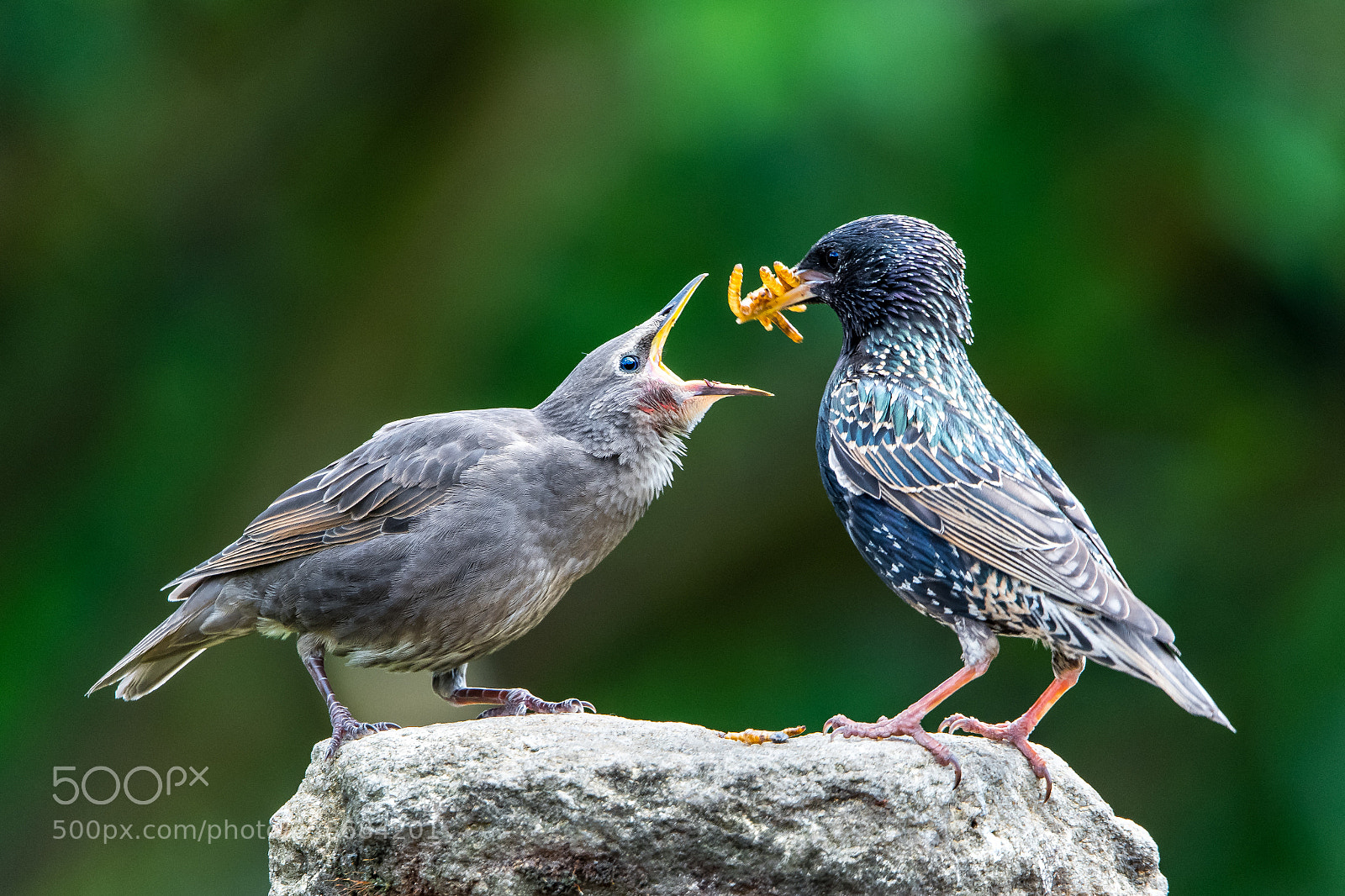 Nikon D850 sample photo. Feeding the baby! photography