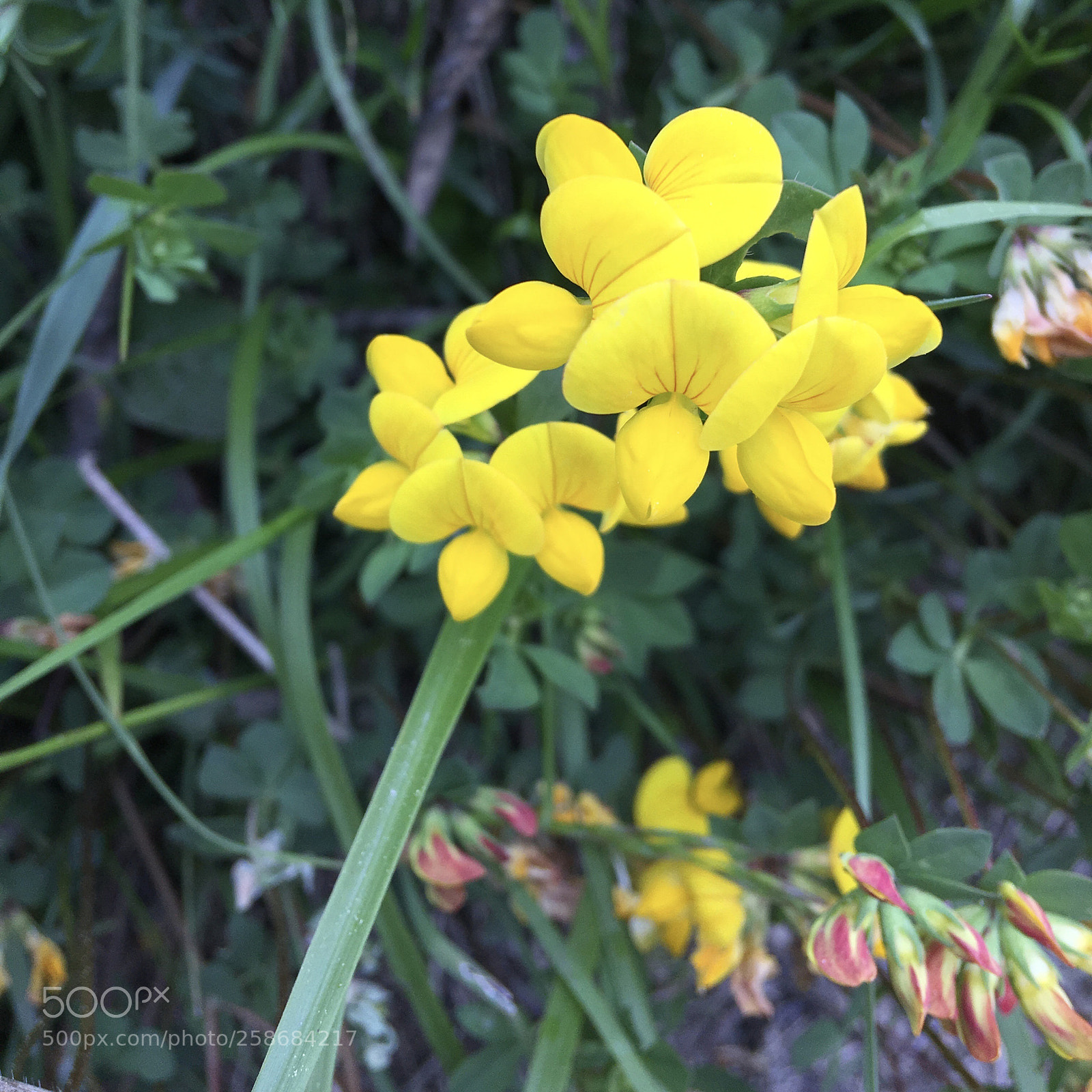 Apple iPhone 6s Plus sample photo. Wild yellow photography