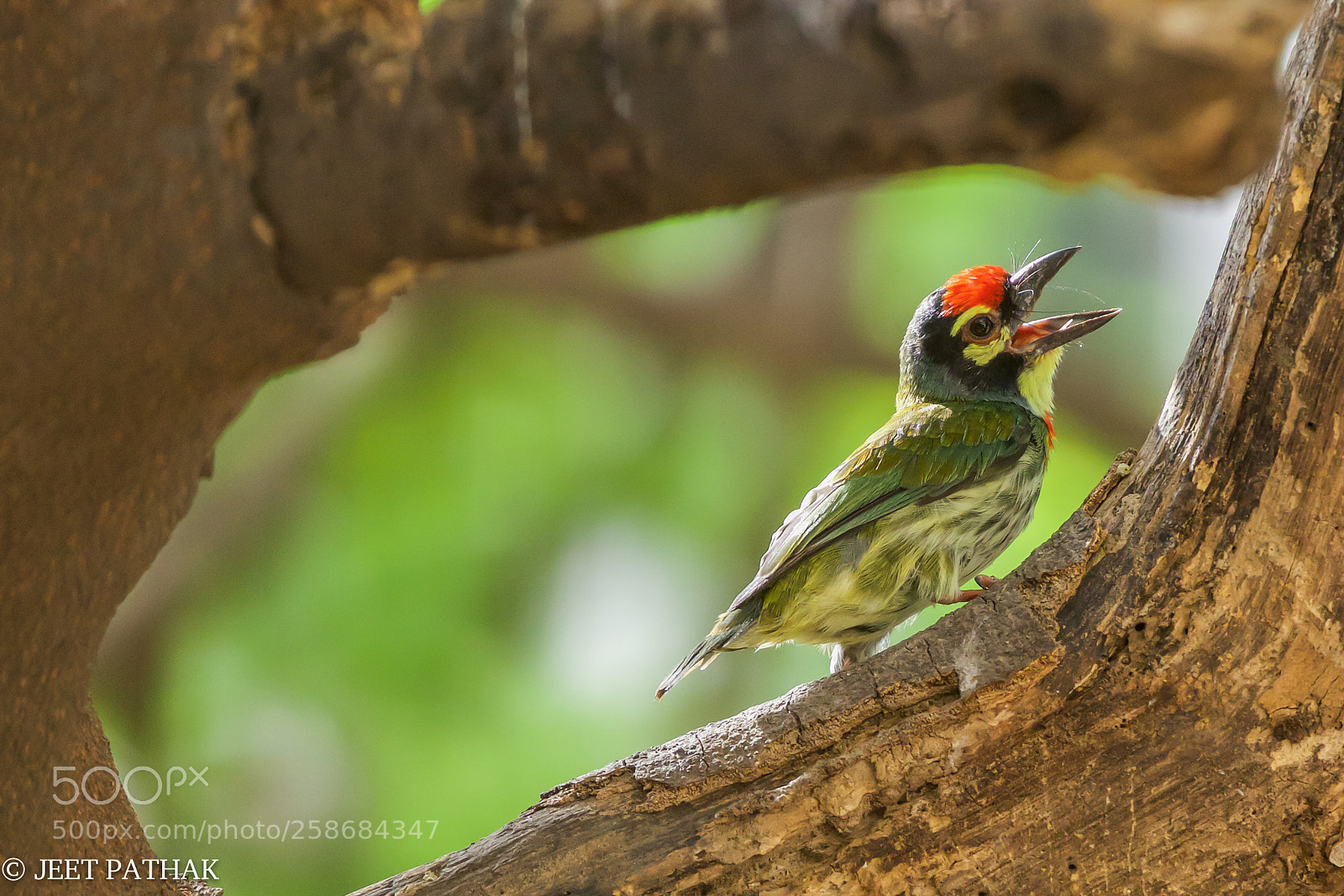 Canon EOS 80D sample photo. The city bird of photography