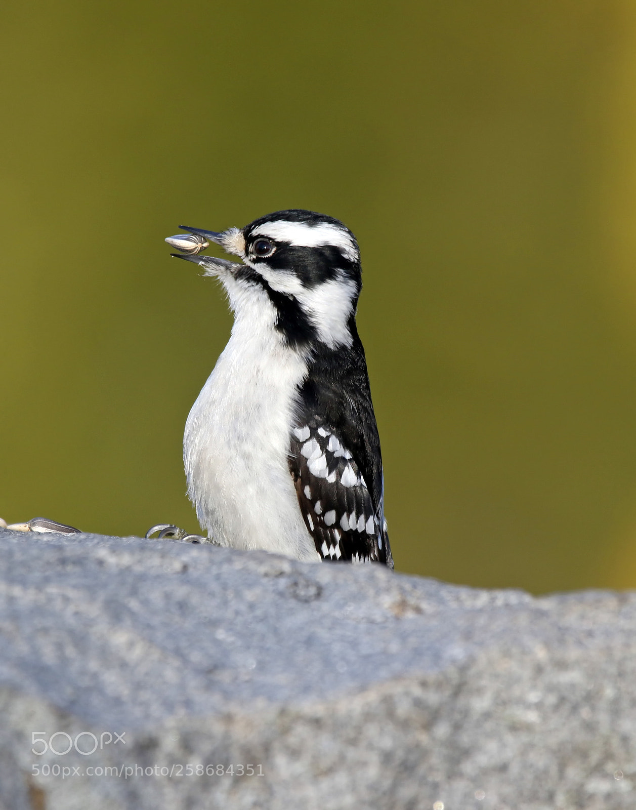 Canon EOS 7D Mark II sample photo. Downy woodpecker photography