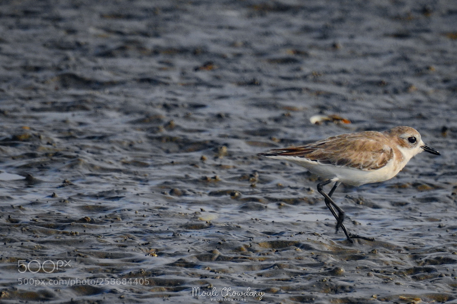 Nikon Coolpix P900 sample photo. Lesser sand plover photography